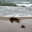 (2017-07) Rügen XK 1512 - Strand am Bakenberg