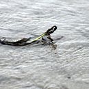 (2017-07) Rügen XK 1514 - Strand am Bakenberg