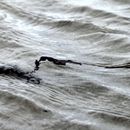 (2017-07) Rügen XK 1516 - Strand am Bakenberg