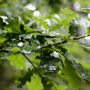 (2017-07) Rügen XK 1580 - Regen + Wald + Wellen am Bakenberg