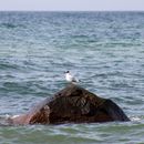 (2017-07) Rügen XK 1598 - Fundstücke am Strand