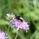 (2017-07) Rügen XK 1636 - Fauna und Flora am Steilufer