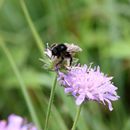 (2017-07) Rügen XK 1637 - Fauna und Flora am Steilufer