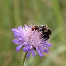 (2017-07) Rügen XK 1638 - Fauna und Flora am Steilufer