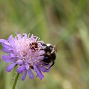 (2017-07) Rügen XK 1639 - Fauna und Flora am Steilufer