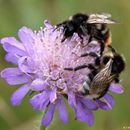 (2017-07) Rügen XK 1640 - Fauna und Flora am Steilufer cut