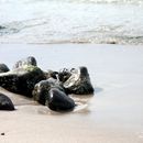 (2017-07) Rügen XK 1643 - Fundstücke am Strand