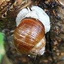 (2017-07) Rügen XK 1677 - Regen + Wald + Wellen am Bakenberg