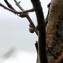 (2017-07) Rügen XK 1680 - Regen + Wald + Wellen am Bakenberg