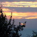 (2017-07) Rügen XK 1703 - Abendstimmung am Bakenberg