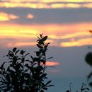 (2017-07) Rügen XK 1705 - Abendstimmung am Bakenberg