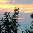 (2017-07) Rügen XK 1706 - Abendstimmung am Bakenberg