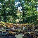 (2017-10) HLM 302 - Herbst im Keesschen Park