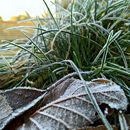 (2017-12) HLM 01-092345 - erster Frost in Markkleeberg