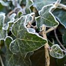 (2017-12) HLM 01-092432 - erster Frost in Markkleeberg