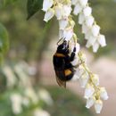 (2018-03) HK 2040 - Gütersloh - Botanischer Garten