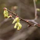 (2018-03) XK 2620 - Gütersloh - Botanischer Garten