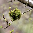 (2018-03) XK 2622 - Gütersloh - Botanischer Garten