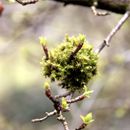 (2018-03) XK 2623 - Gütersloh - Botanischer Garten