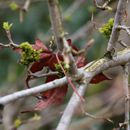 (2018-03) XK 2625 - Gütersloh - Botanischer Garten