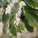 (2018-03) XK 2629 - Gütersloh - Botanischer Garten