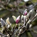 (2018-03) XK 2631 - Gütersloh - Botanischer Garten