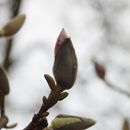 (2018-03) XK 2632 - Gütersloh - Botanischer Garten