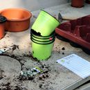 (2018-04) HK Bad Dürrenberg 0467 - Tag der offenen Gärtnerei Straube - Stillleben