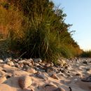 (2018-07) Rügen HK 3326 - Abendstimmung am Strand