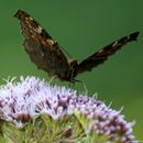 (2018-07) Rügen HK 3815 - rund um Schloss Dwasieden