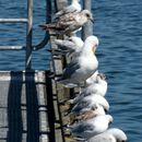 (2018-07) Rügen HK 3986 - Göhren - Das Bodenpersonal