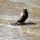 (2018-07) Rügen HK 3998 - Göhren - Bade-Spatz