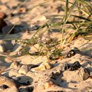 (2018-07) Rügen XK 0067 - Abends am Bakenberg