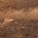 (2018-07) Rügen XK 0128 - Kreptitzer Heide + Strand