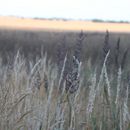 (2018-07) Rügen XK 0188 - Abends am Bakenberg