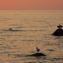 (2018-07) Rügen XK 0221 - Abends am Bakenberg