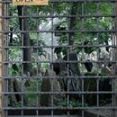 (2018-09) Prag HK SO 672 - Alter Jüdischer Friedhof