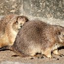 (2018-10) HK 5006 - Hexengeburtsag und Bergzoo Halle