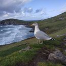 (2019-10) Irland HK 388 - Ballynaraha North, Dingle