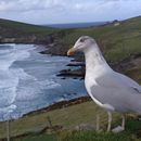 (2019-10) Irland HK 389 - Ballynaraha North, Dingle