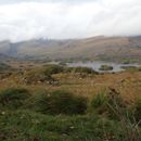 (2019-10) Irland HK 44221 - Muckross Lake, Ring of Kerry