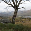 (2019-10) Irland HK 44226 - Muckross Lake, Ring of Kerry