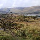 (2019-10) Irland HK 463 - Ring of Kerry, Muckross Lake