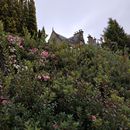 (2019-10) Irland HK 473 - Muckross House + Gardens