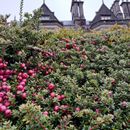 (2019-10) Irland HK 474 - Muckross House + Gardens