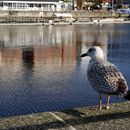 (2019-10) Irland HK 593 - am Liffey , Dublin