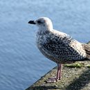 (2019-10) Irland HK 74516 - Am Liffey, Dublin