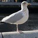 (2019-10) Irland HK 74541 - Liffeyufer, Dublin