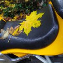 (2019) - (334) - Blatt trifft Motorrad