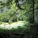 (2023-09-11) Rügen 2960 - Nationalpark Jasmund